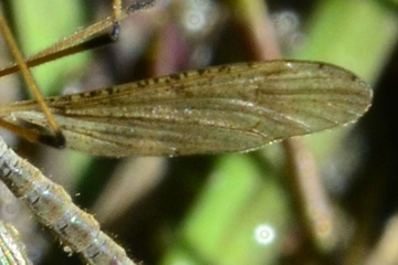 Limnophila pictipennis