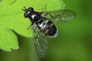 Vierfleck-Waldrandschwebfliege