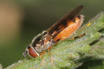 Platycheirus fulviventris