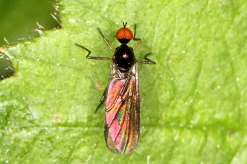 Rhamphomyia nigripennis