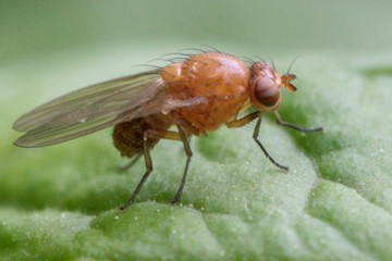 Sapromyza halidayi