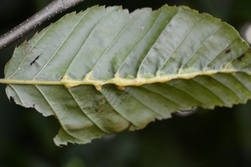 Zygiobia carpini